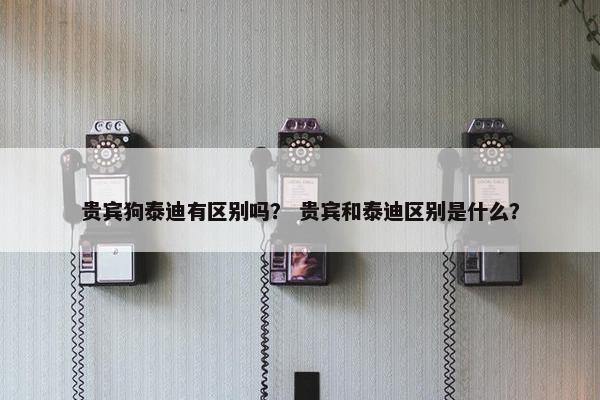 贵宾狗泰迪有区别吗？ 贵宾和泰迪区别是什么？