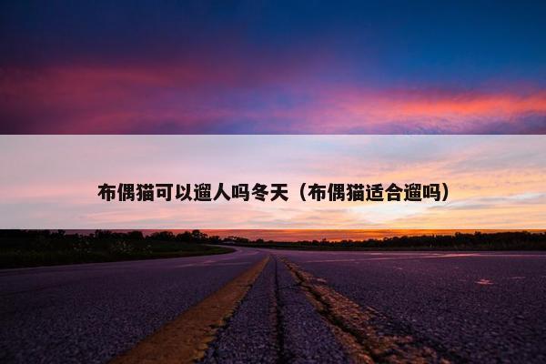 布偶猫可以遛人吗冬天（布偶猫适合遛吗）