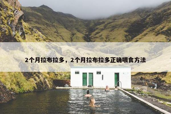 2个月拉布拉多，2个月拉布拉多正确喂食方法