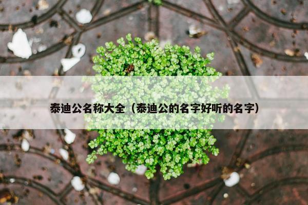 泰迪公名称大全（泰迪公的名字好听的名字）