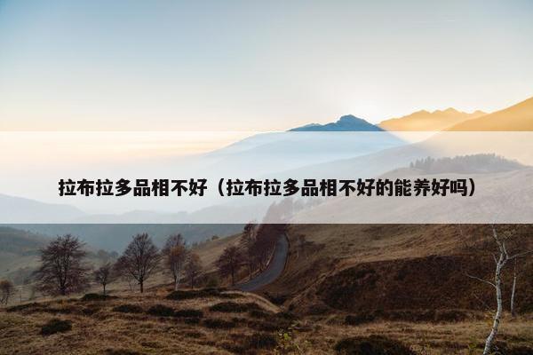 拉布拉多品相不好（拉布拉多品相不好的能养好吗）