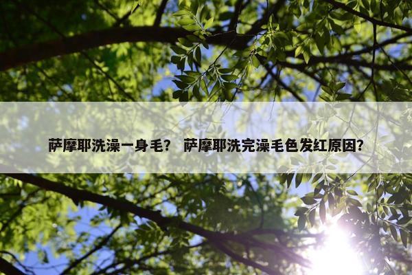 萨摩耶洗澡一身毛？ 萨摩耶洗完澡毛色发红原因？