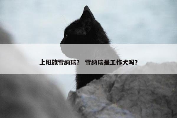 上班族雪纳瑞？ 雪纳瑞是工作犬吗？