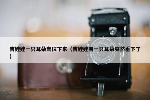 吉娃娃一只耳朵耷拉下来（吉娃娃有一只耳朵突然垂下了）