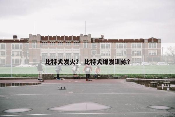 比特犬发火？ 比特犬爆发训练？