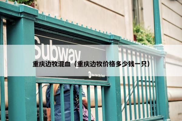 重庆边牧混血（重庆边牧价格多少钱一只）