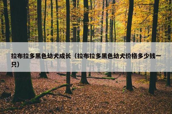 拉布拉多黑色幼犬成长（拉布拉多黑色幼犬价格多少钱一只）