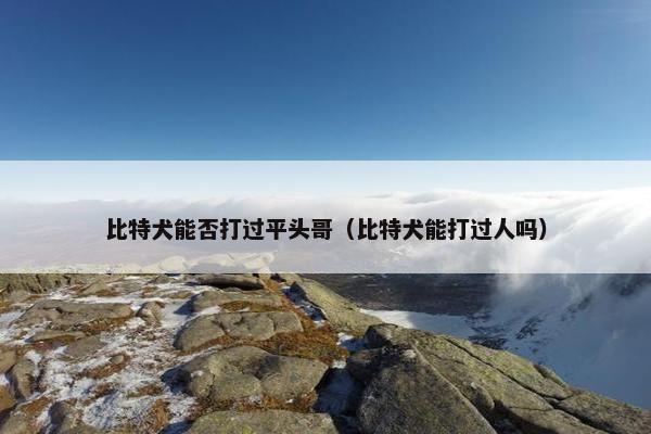 比特犬能否打过平头哥（比特犬能打过人吗）