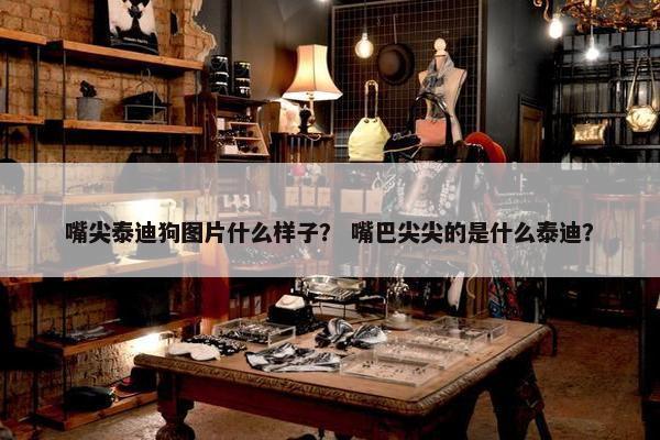 嘴尖泰迪狗图片什么样子？ 嘴巴尖尖的是什么泰迪？