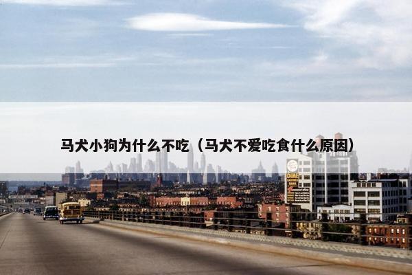 马犬小狗为什么不吃（马犬不爱吃食什么原因）