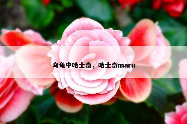 乌龟中哈士奇，哈士奇maru