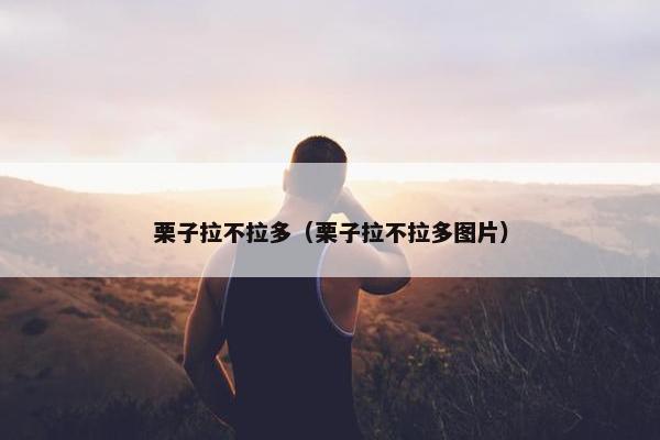 栗子拉不拉多（栗子拉不拉多图片）