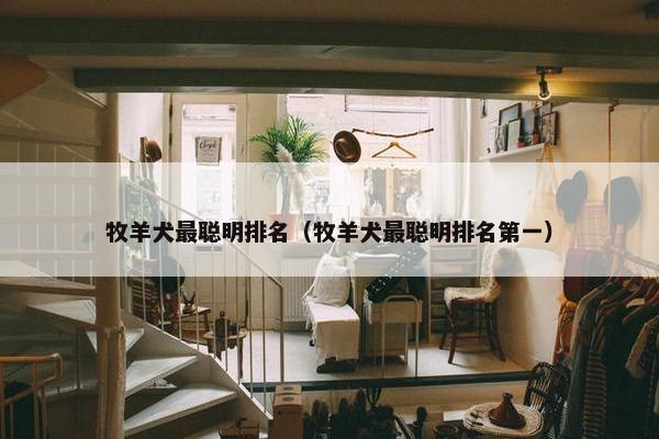 牧羊犬最聪明排名（牧羊犬最聪明排名第一）