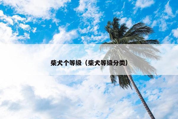 柴犬个等级（柴犬等级分类）