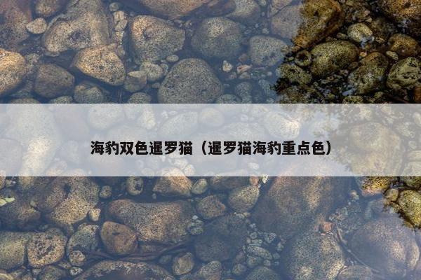 海豹双色暹罗猫（暹罗猫海豹重点色）