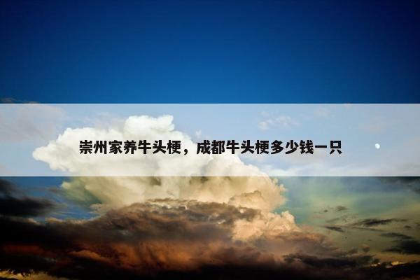 崇州家养牛头梗，成都牛头梗多少钱一只