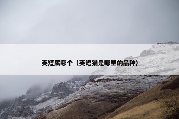 英短属哪个（英短猫是哪里的品种）