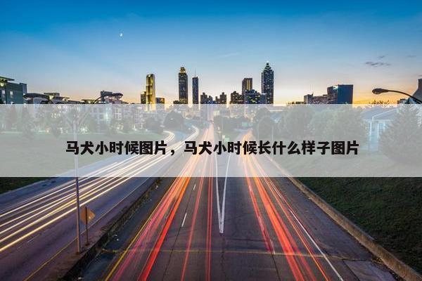 马犬小时候图片，马犬小时候长什么样子图片