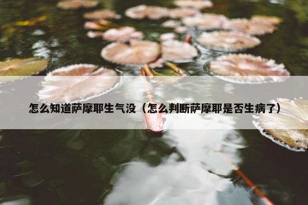 怎么知道萨摩耶生气没（怎么判断萨摩耶是否生病了）