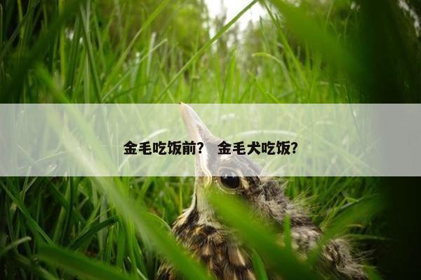 金毛吃饭前？ 金毛犬吃饭？