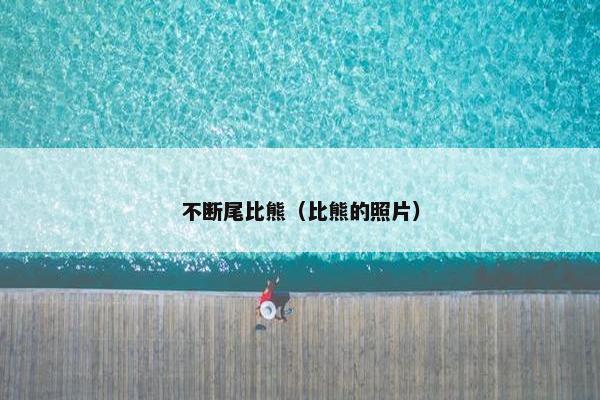 不断尾比熊（比熊的照片）