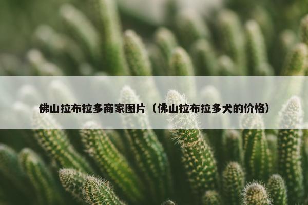 佛山拉布拉多商家图片（佛山拉布拉多犬的价格）