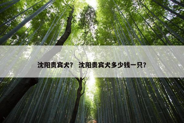 沈阳贵宾犬？ 沈阳贵宾犬多少钱一只？