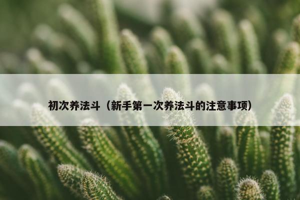 初次养法斗（新手第一次养法斗的注意事项）