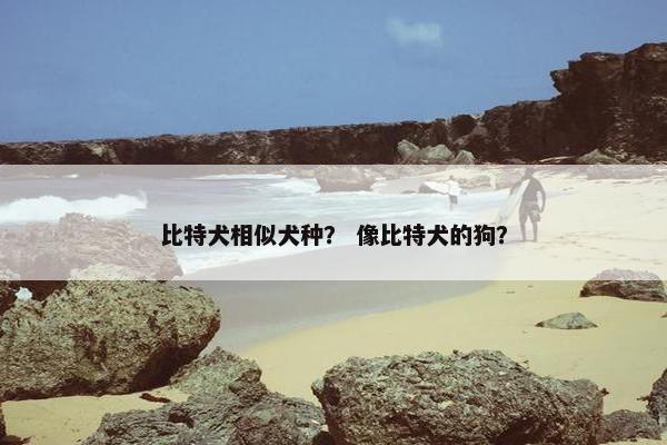 比特犬相似犬种？ 像比特犬的狗？