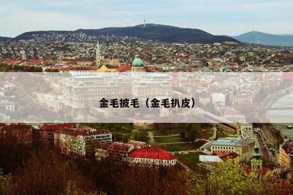 金毛披毛（金毛扒皮）