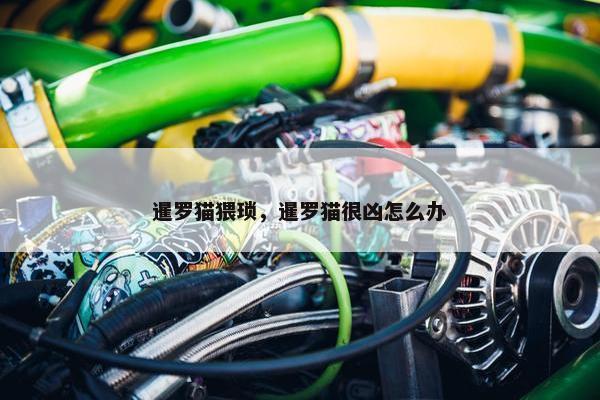 暹罗猫猥琐，暹罗猫很凶怎么办