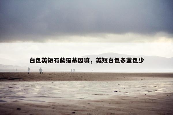 白色英短有蓝猫基因嘛，英短白色多蓝色少