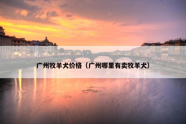 广州牧羊犬价格（广州哪里有卖牧羊犬）