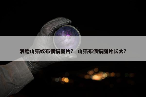 满脸山猫纹布偶猫图片？ 山猫布偶猫图片长大？