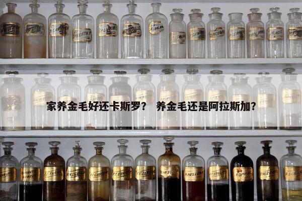 家养金毛好还卡斯罗？ 养金毛还是阿拉斯加？