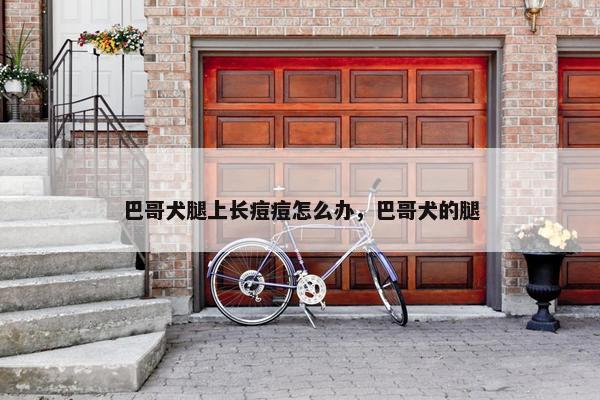 巴哥犬腿上长痘痘怎么办，巴哥犬的腿