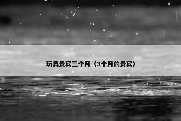 玩具贵宾三个月（3个月的贵宾）