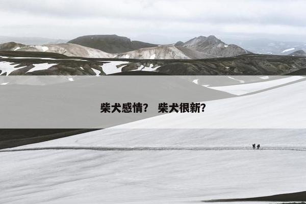 柴犬感情？ 柴犬很新？