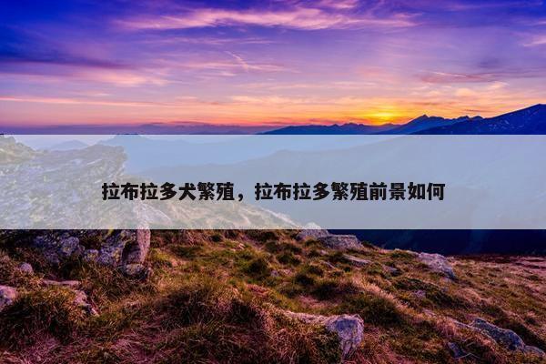 拉布拉多犬繁殖，拉布拉多繁殖前景如何