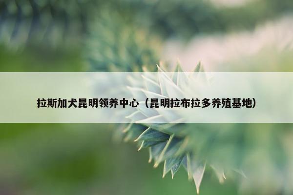 拉斯加犬昆明领养中心（昆明拉布拉多养殖基地）