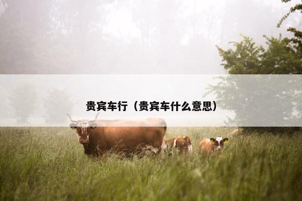 贵宾车行（贵宾车什么意思）