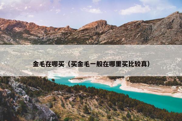 金毛在哪买（买金毛一般在哪里买比较真）