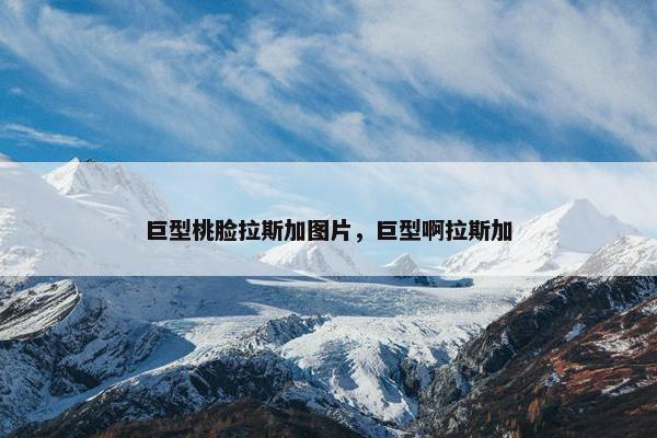 巨型桃脸拉斯加图片，巨型啊拉斯加