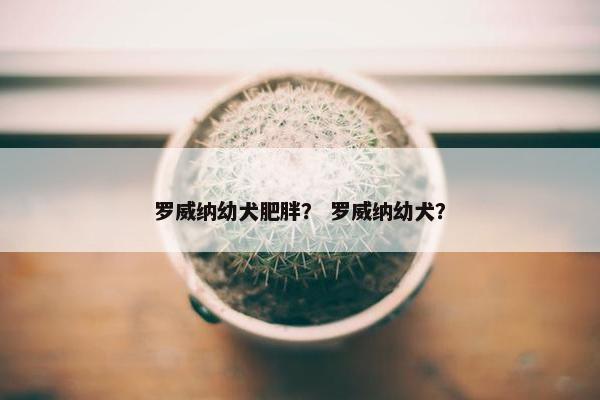 罗威纳幼犬肥胖？ 罗威纳幼犬？