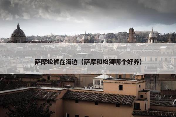 萨摩松狮在海边（萨摩和松狮哪个好养）