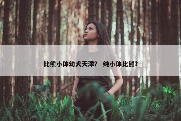 比熊小体幼犬天津？ 纯小体比熊？