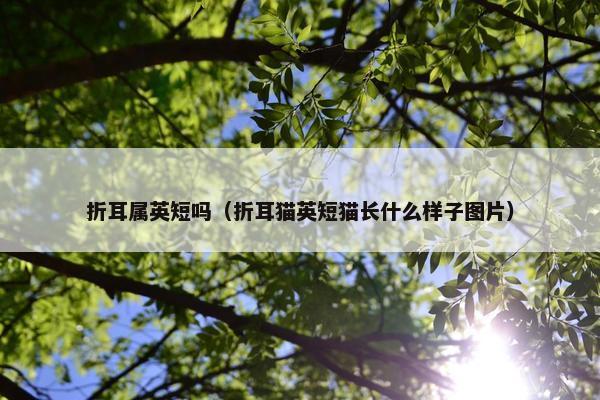 折耳属英短吗（折耳猫英短猫长什么样子图片）