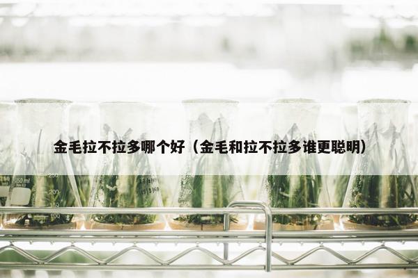 金毛拉不拉多哪个好（金毛和拉不拉多谁更聪明）