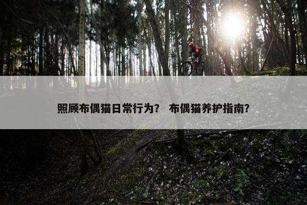 照顾布偶猫日常行为？ 布偶猫养护指南？