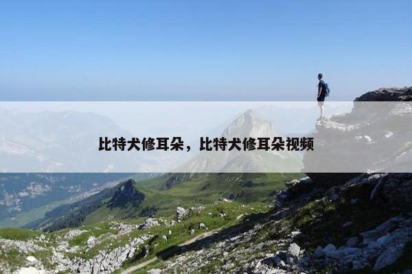 比特犬修耳朵，比特犬修耳朵视频